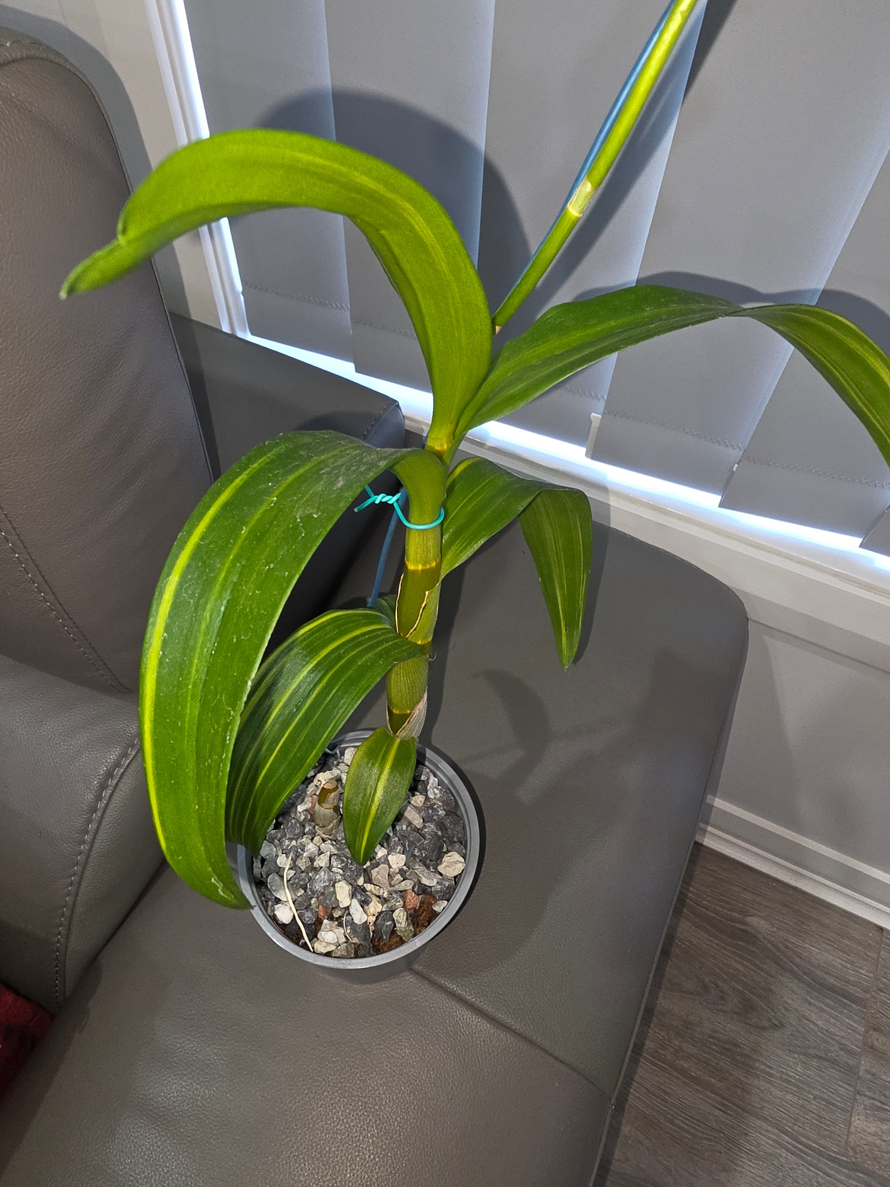 Dendrobium Blue Planet (variegated) Secondary image