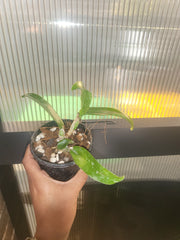 Blc. Nell Hammer (Fragrant)