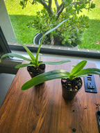 Paphiopedilum Saint Swithin (philippinense x rothschildianum)