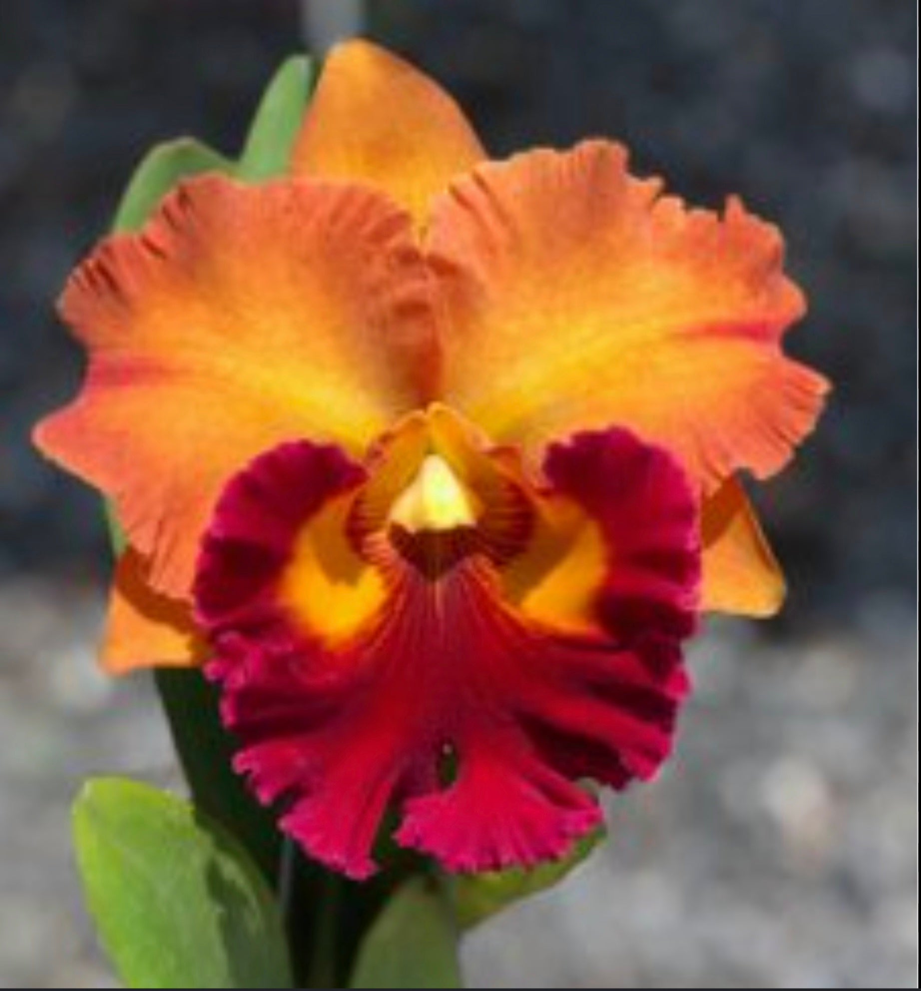 Rhyncholaeliocattleya (Rlc.) Siam Dragon 'Teen Spirit' Secondary image