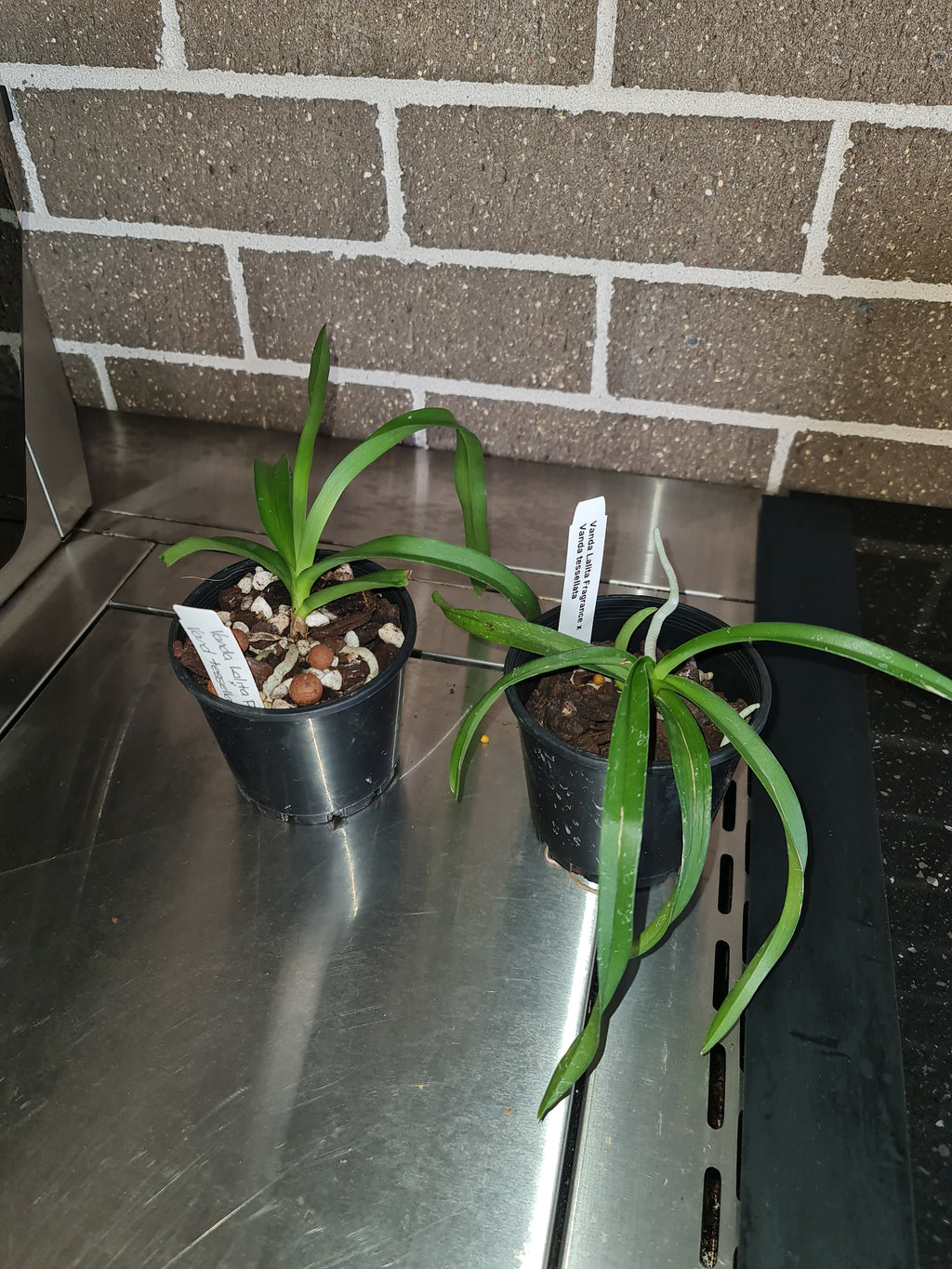 Vanda Lalita Fragrance x Vanda tessellata