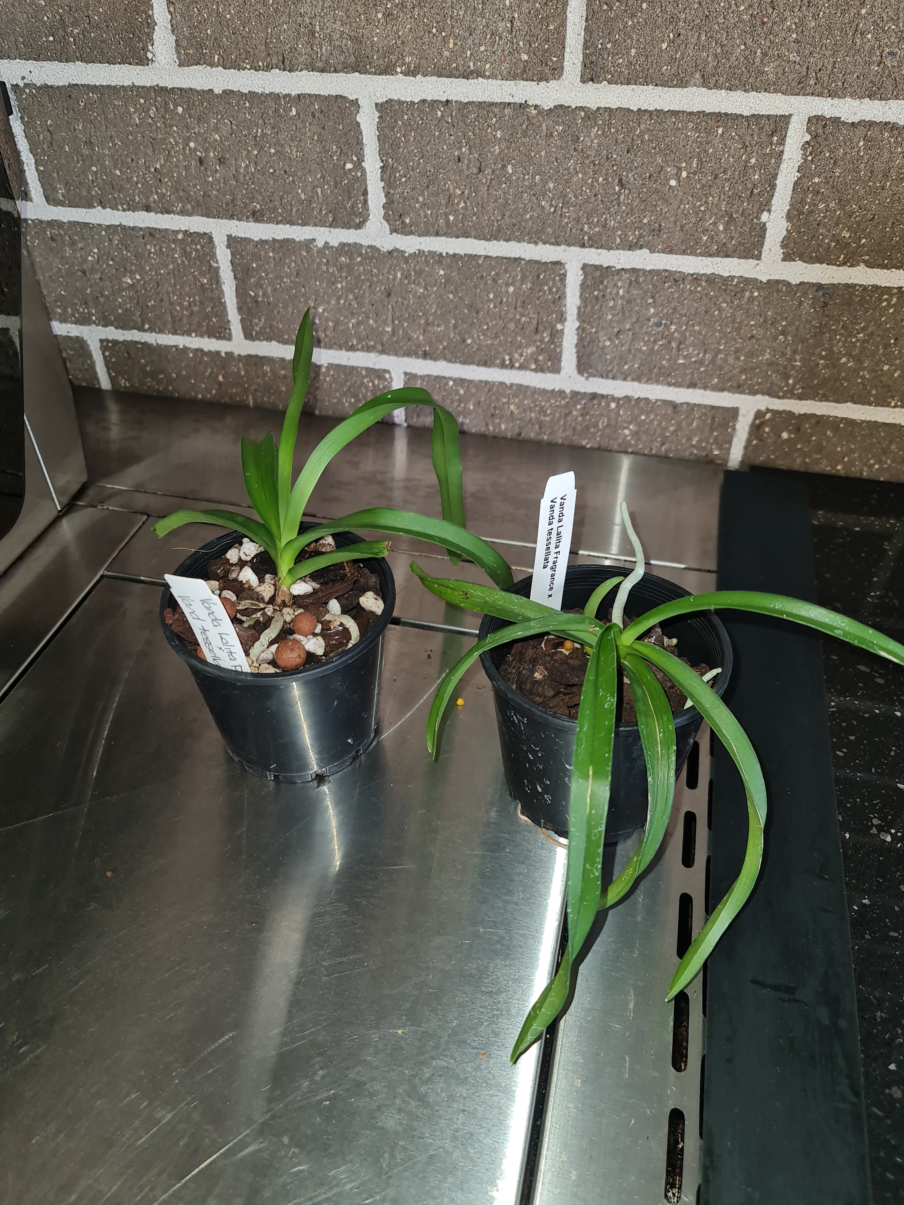 Vanda Lalita Fragrance x Vanda tessellata