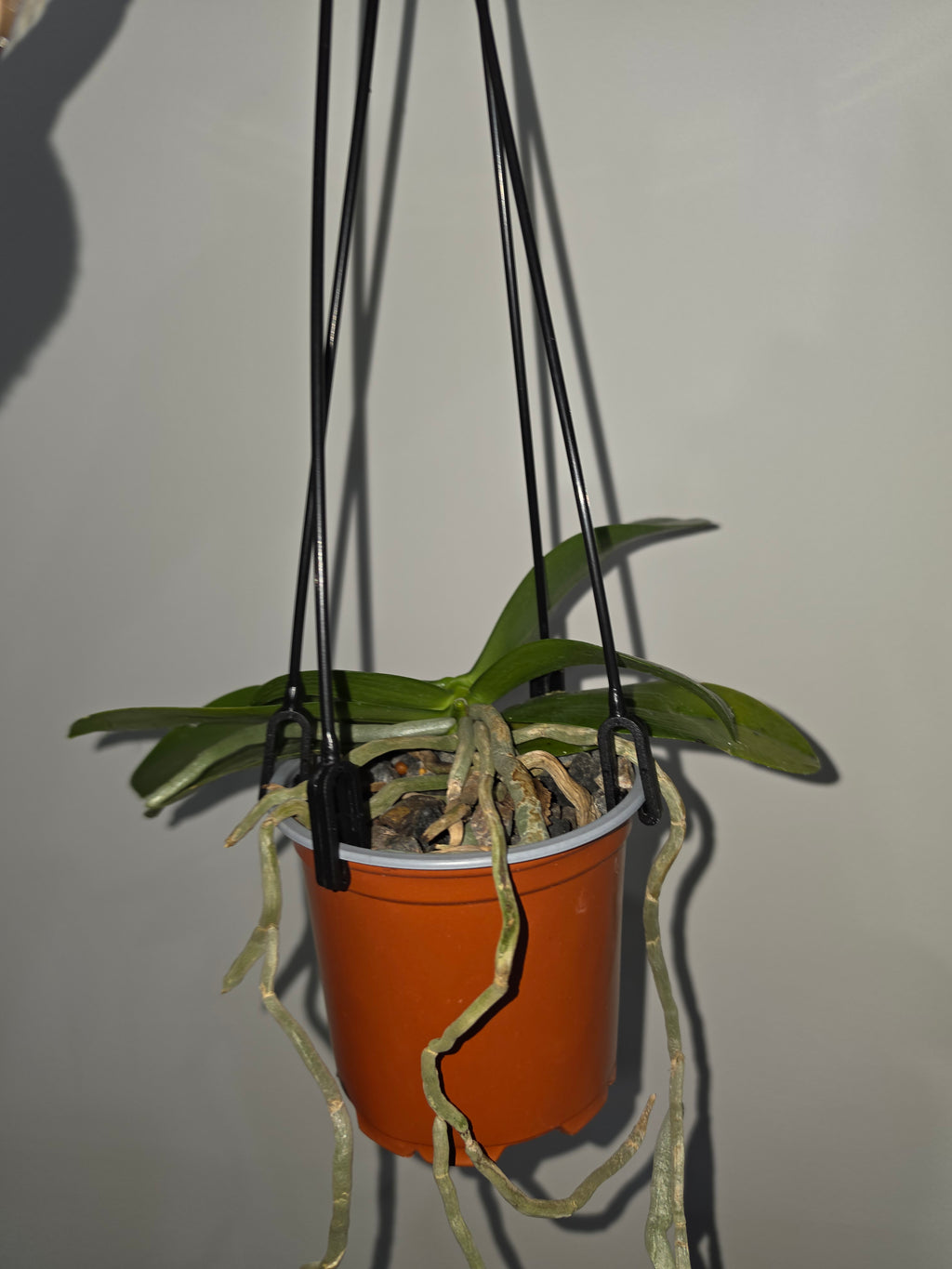 Phalaenopsis floresensis (Fragrant Species)