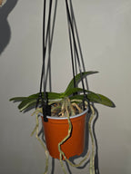 Phalaenopsis floresensis (Fragrant Species)
