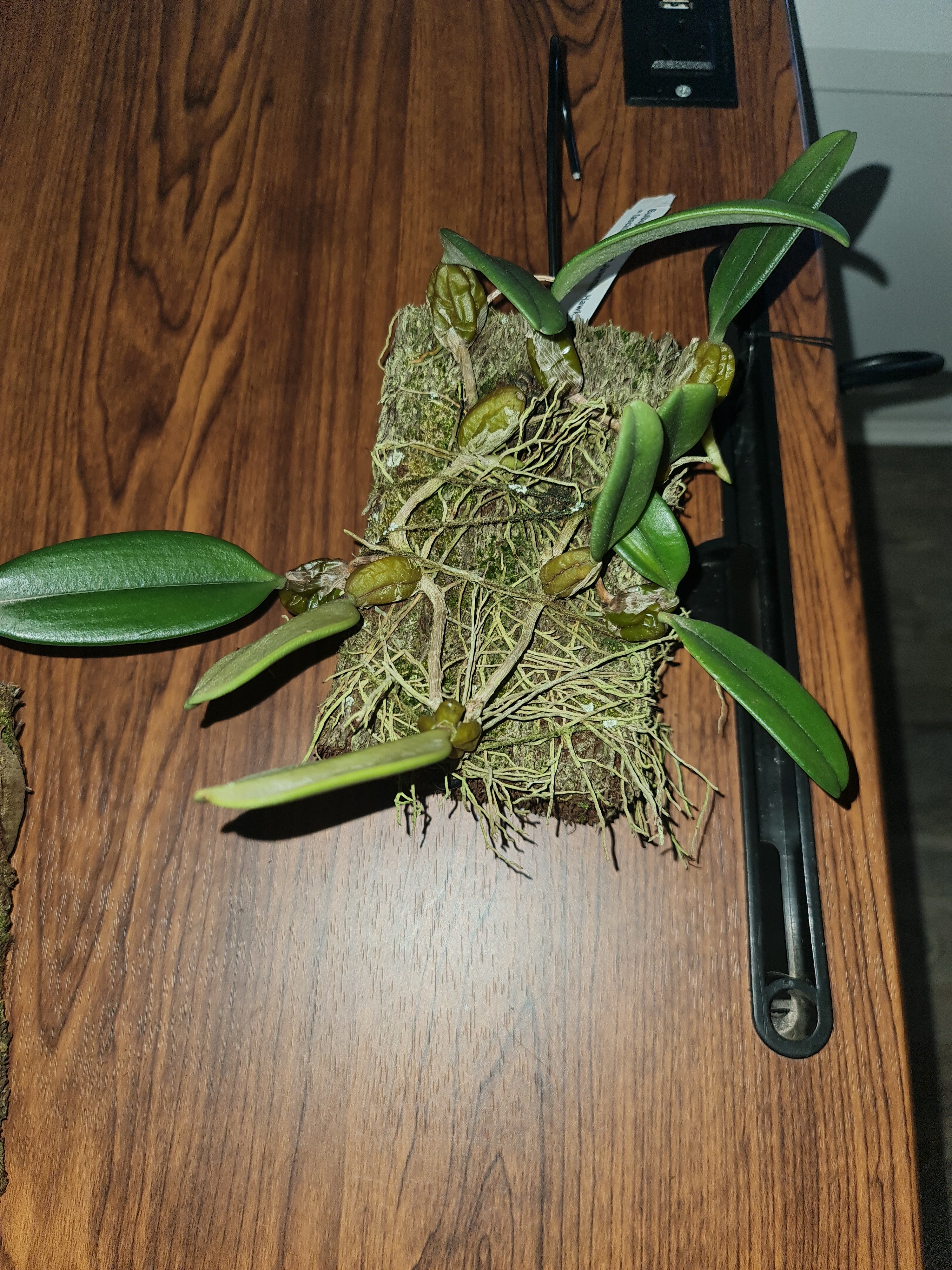 Bulbophyllum Meen Juvenile Hawk Secondary image