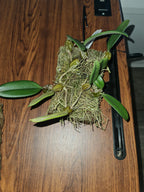 Bulbophyllum Meen Juvenile Hawk