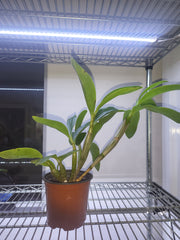 Dendrobium spectabile  (Latouria Type) Mature FS Plant