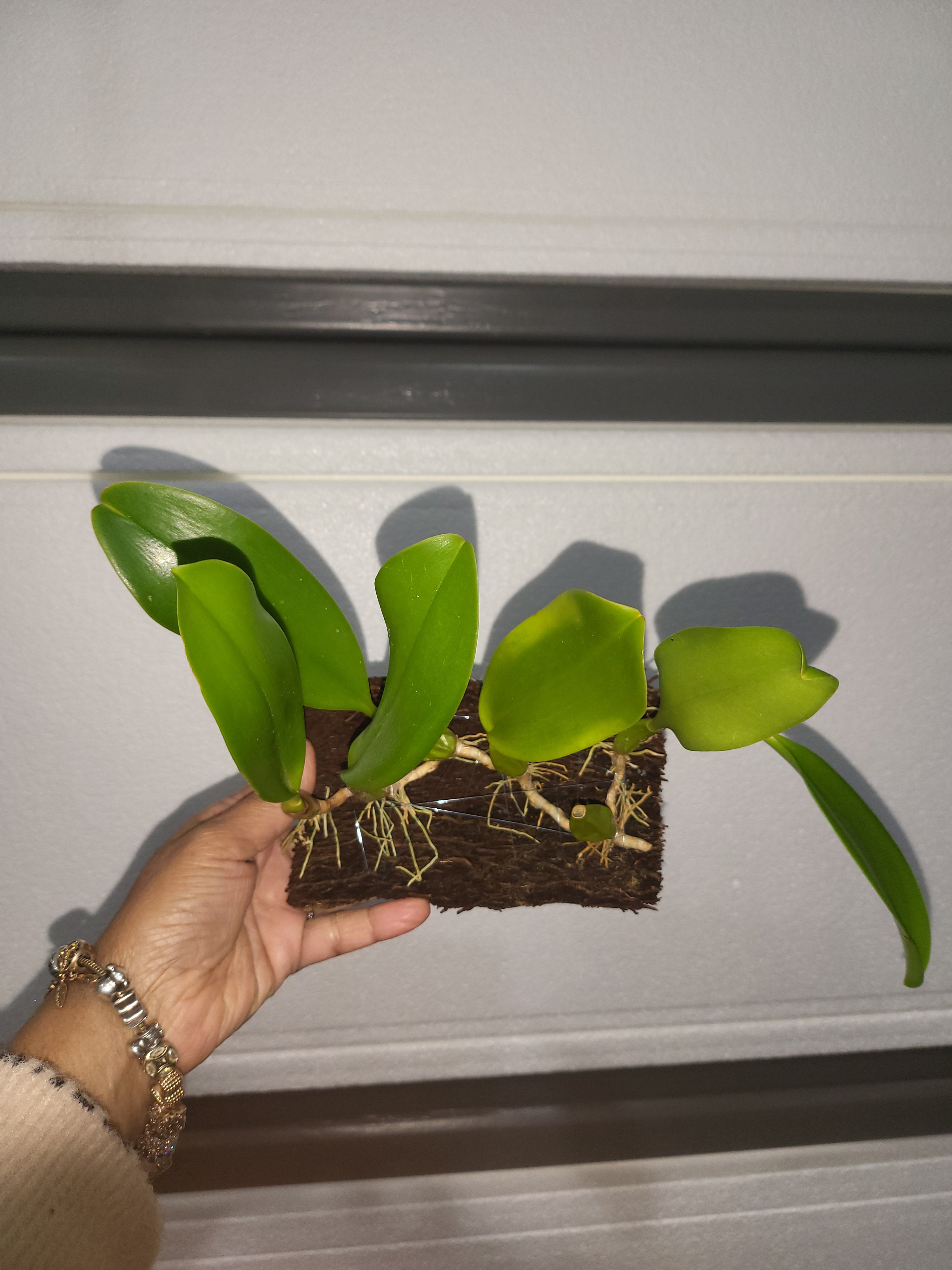 Bulbophyllum grandiflorum Secondary image