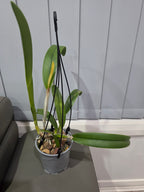 Rlc. Golf Green 'Hair Pig' (Mericlone)