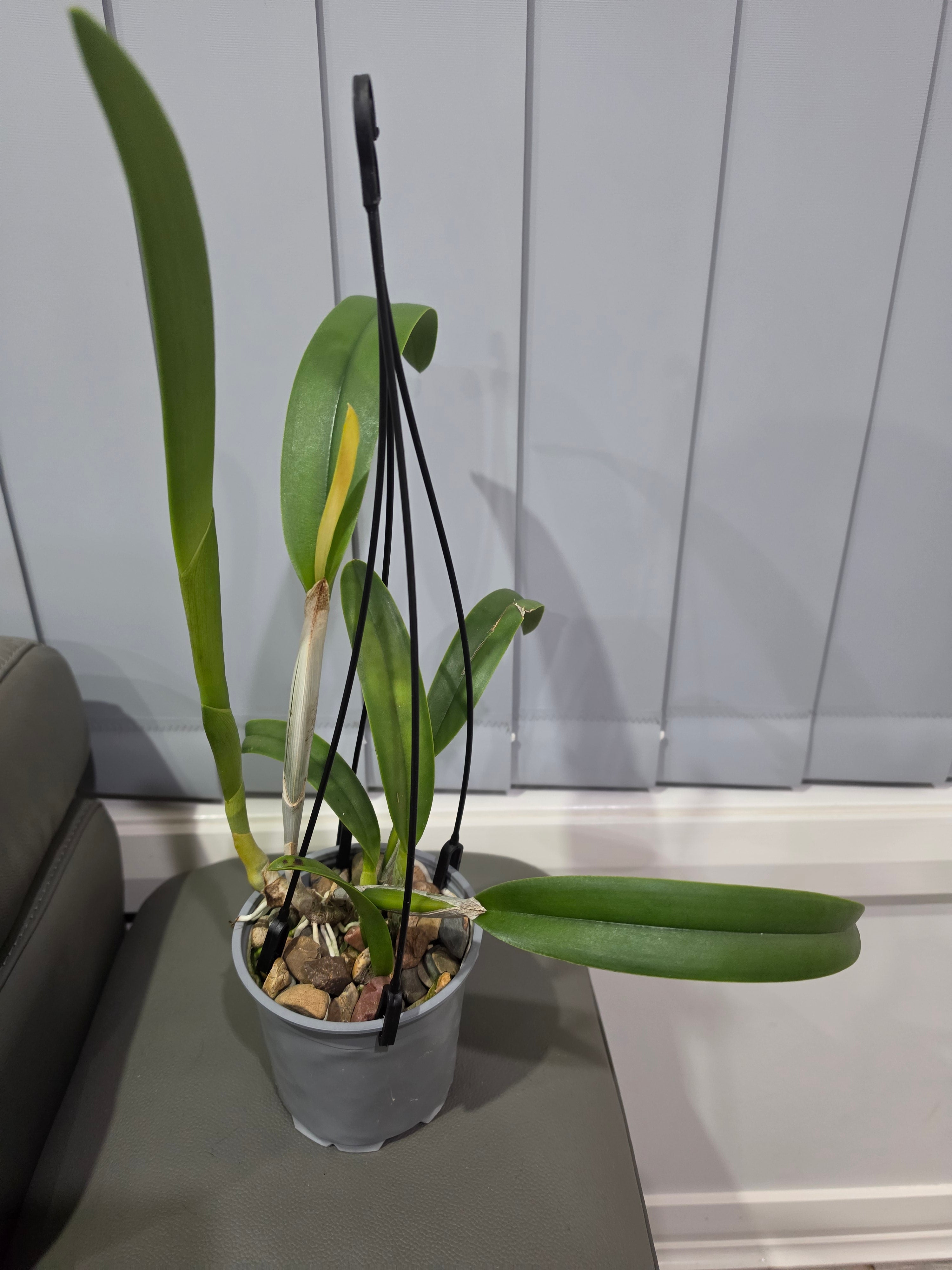 Rlc. Golf Green 'Hair Pig' (Mericlone)