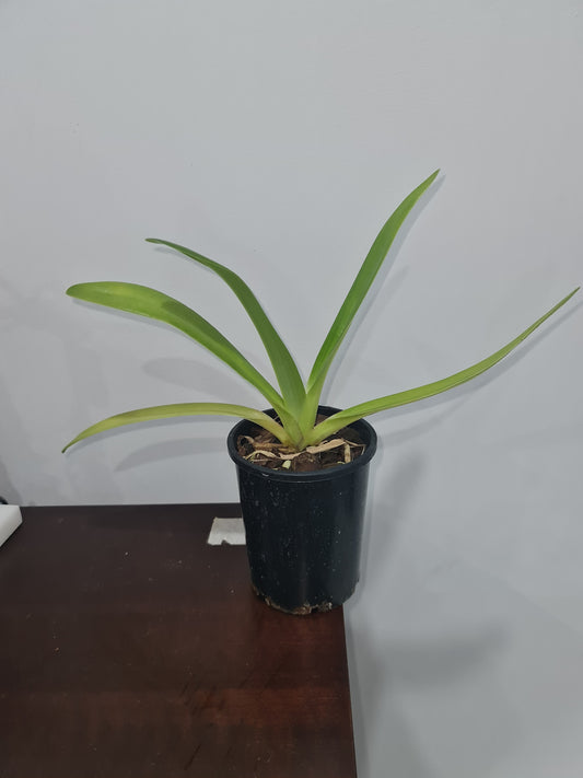 Paph. Prince Edward of York x Booth's Sand Lady