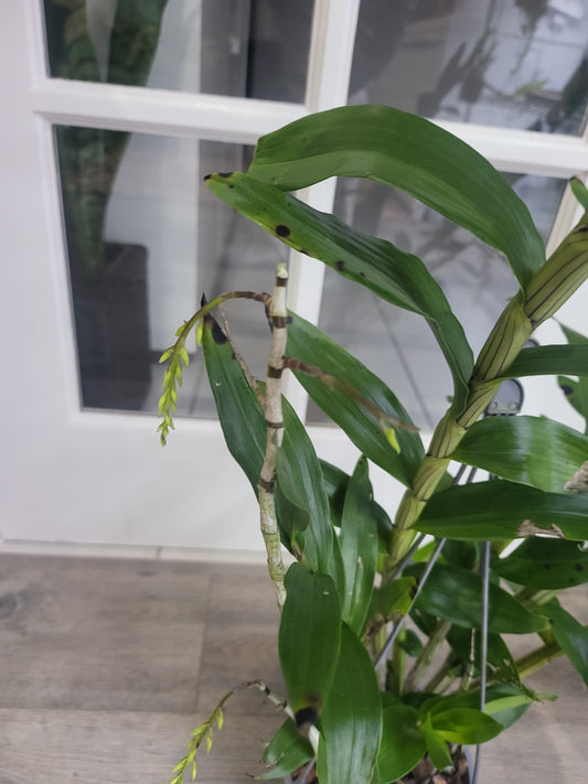 (In buds now) Dendrobium Amethystoglossum (Fragrant Species From Philippines)