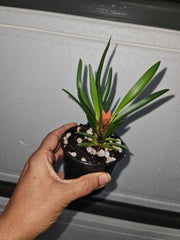 Ceratostylis retisquama