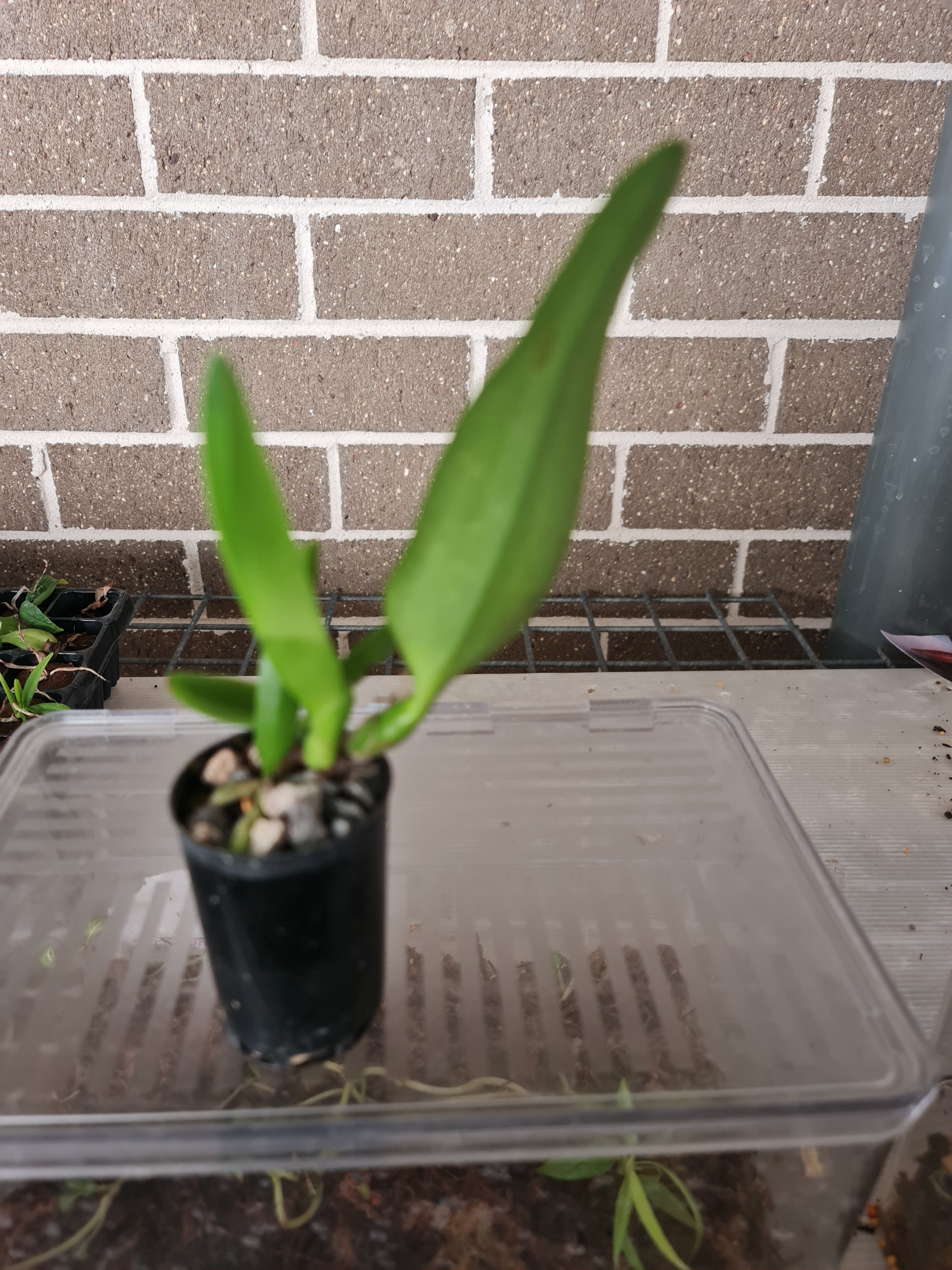 Cattleya Star Gate (Mericlone) Secondary image