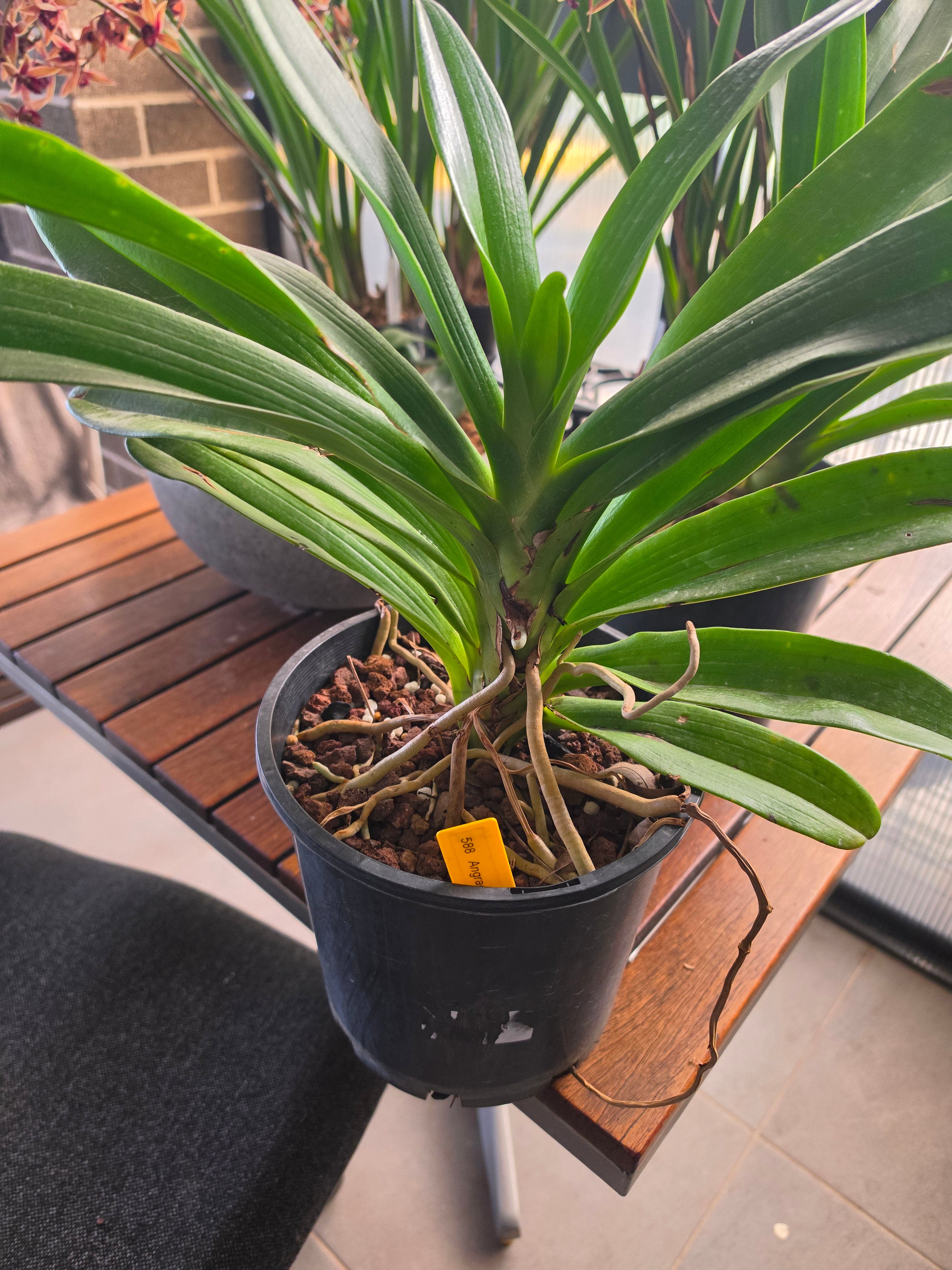 Angraecum Eburneum (Big Mature Plant) Secondary image