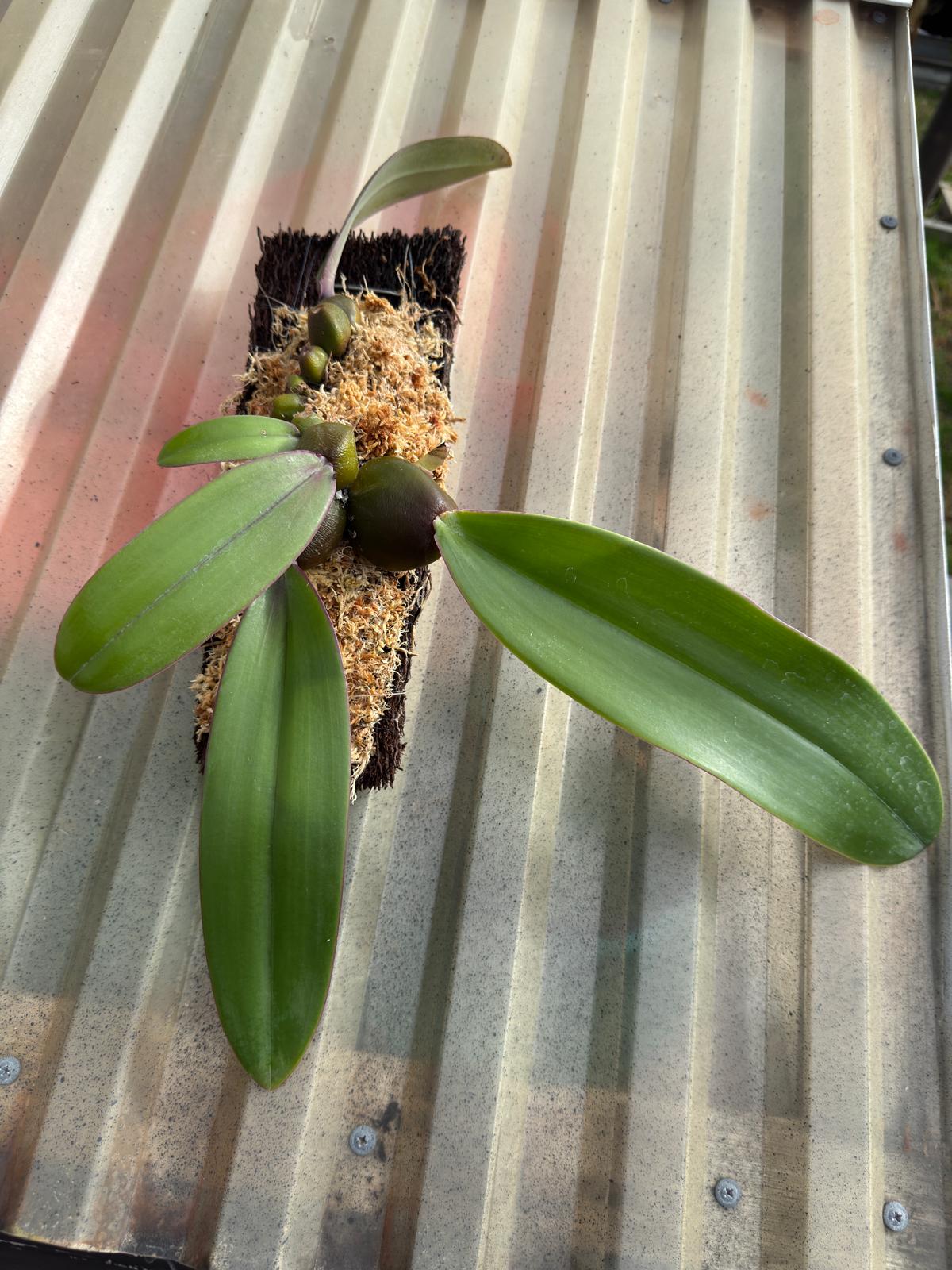 Bulbophyllum Phalaenopsis (Mature Plant) Secondary image