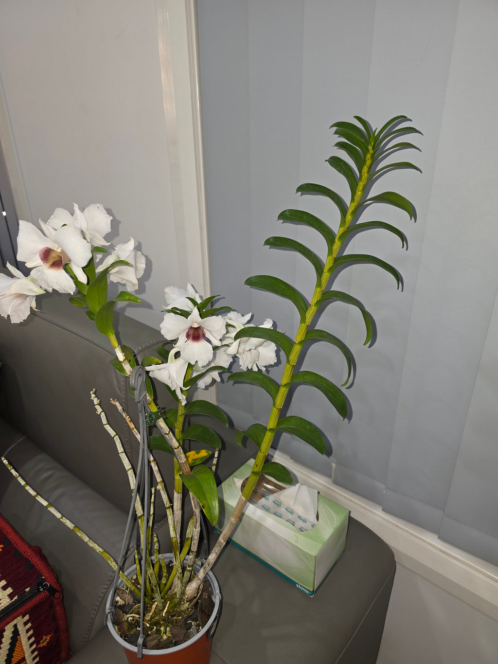 Dendrobium Snow Festival