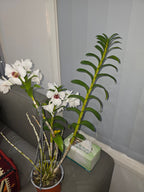 Dendrobium Snow Festival