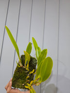 Bulbophyllum grandiflorum