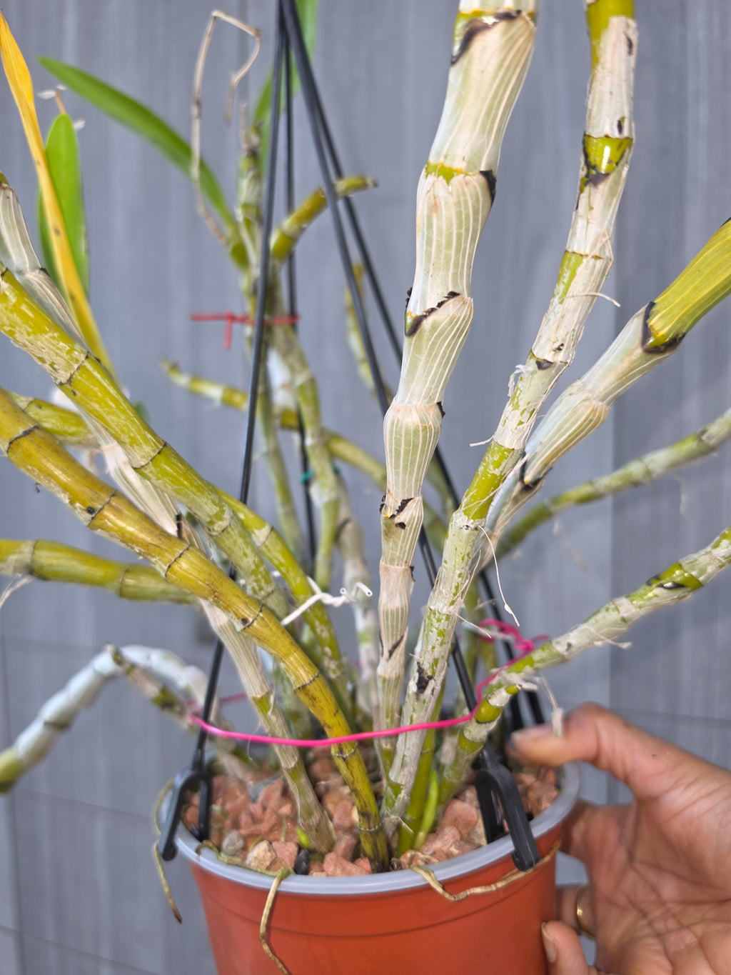 Dendrobium albosanguineum (Rare Species)