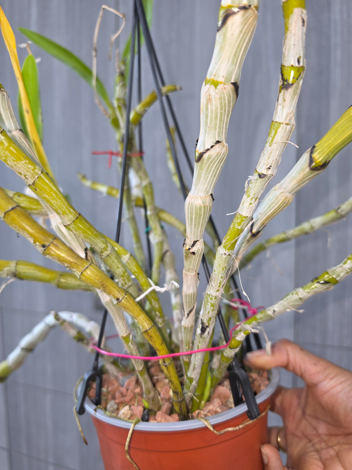 Dendrobium albosanguineum (Rare Species)