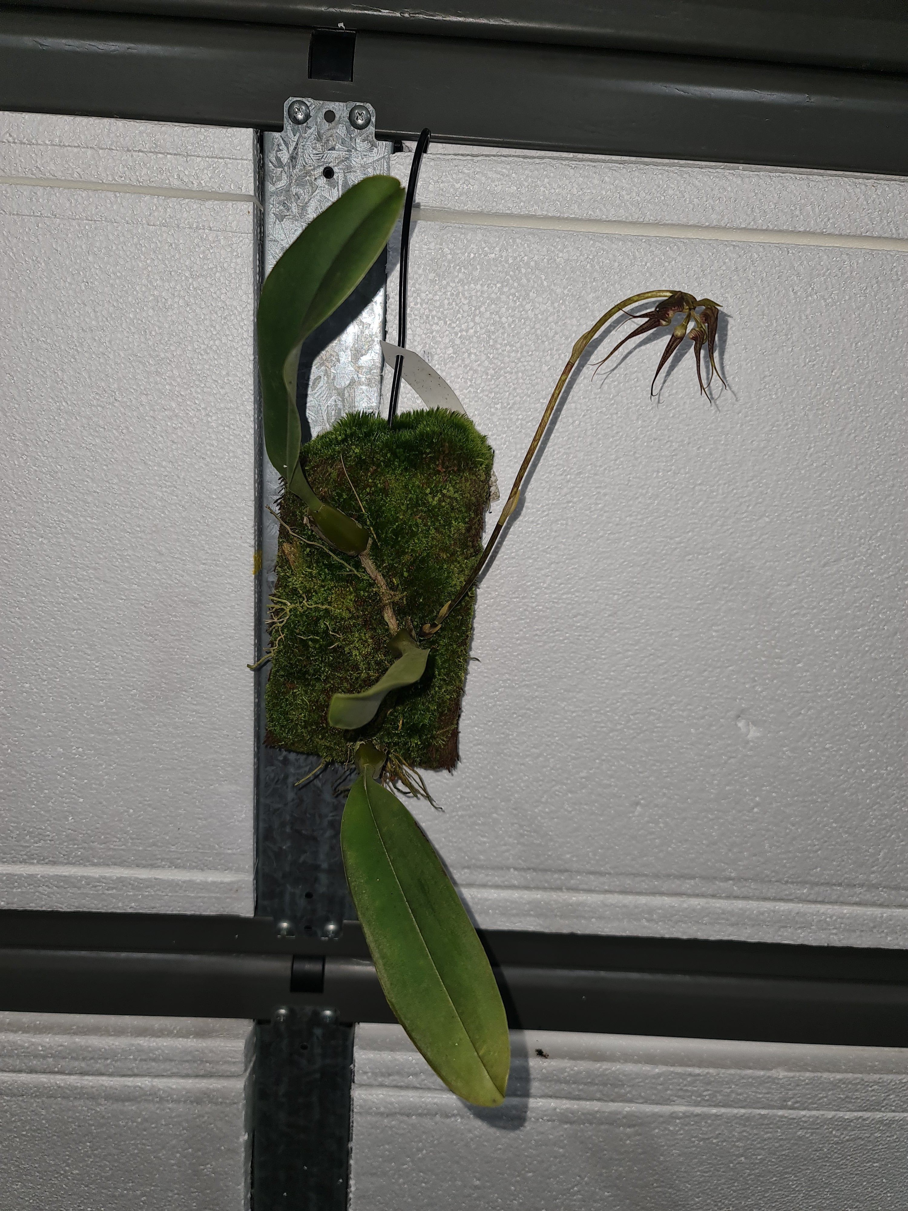 Bulbophyllum Vindobona Secondary image