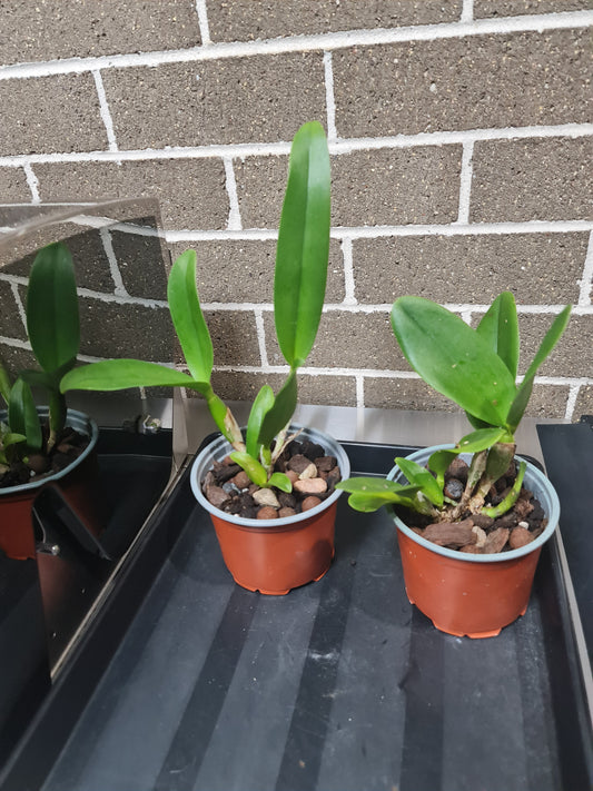 Blc. Nell Hammer (Fragrant)