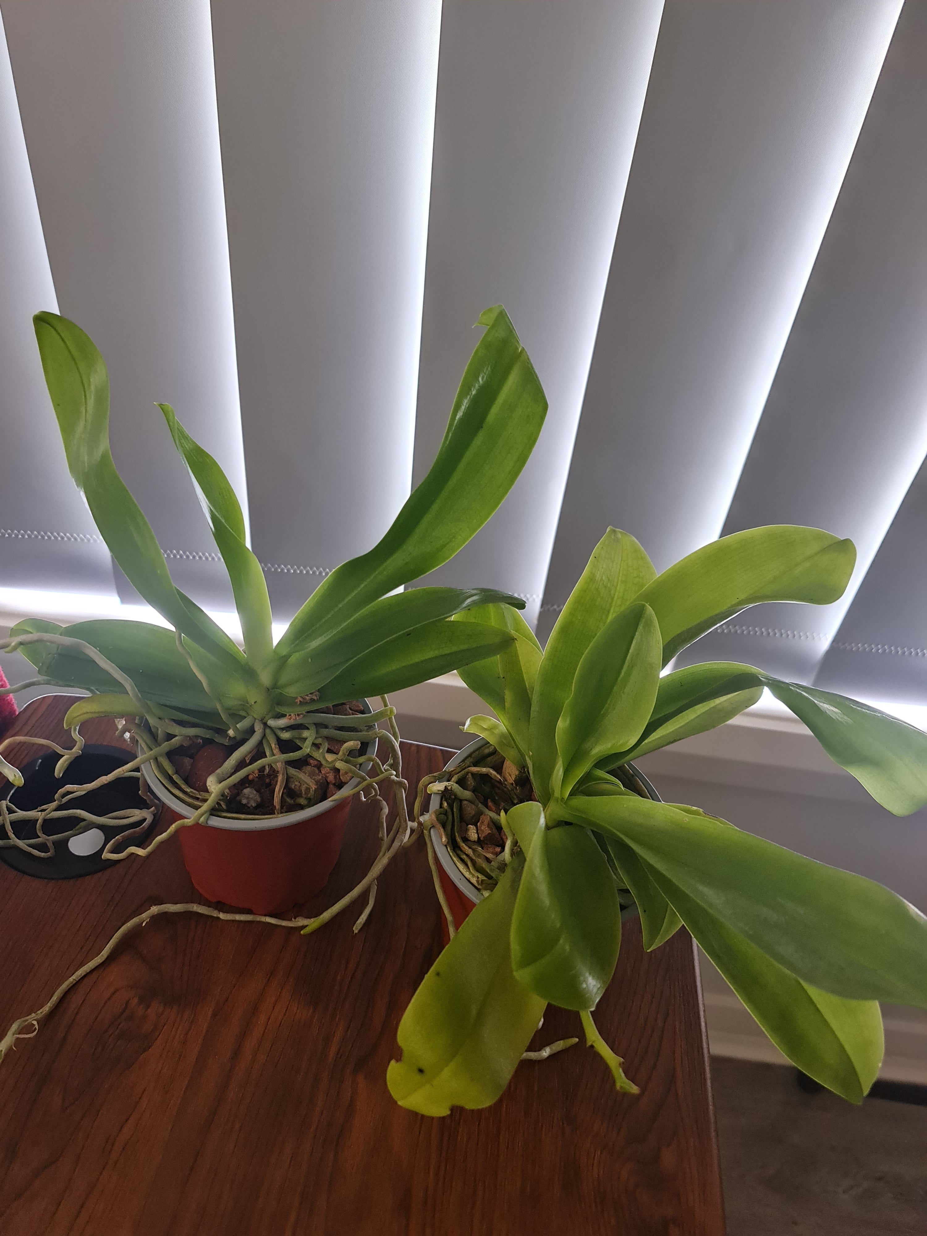 (Big Size) Phalaenopsis Hieroglyphica ( Fragrant Species) Secondary image