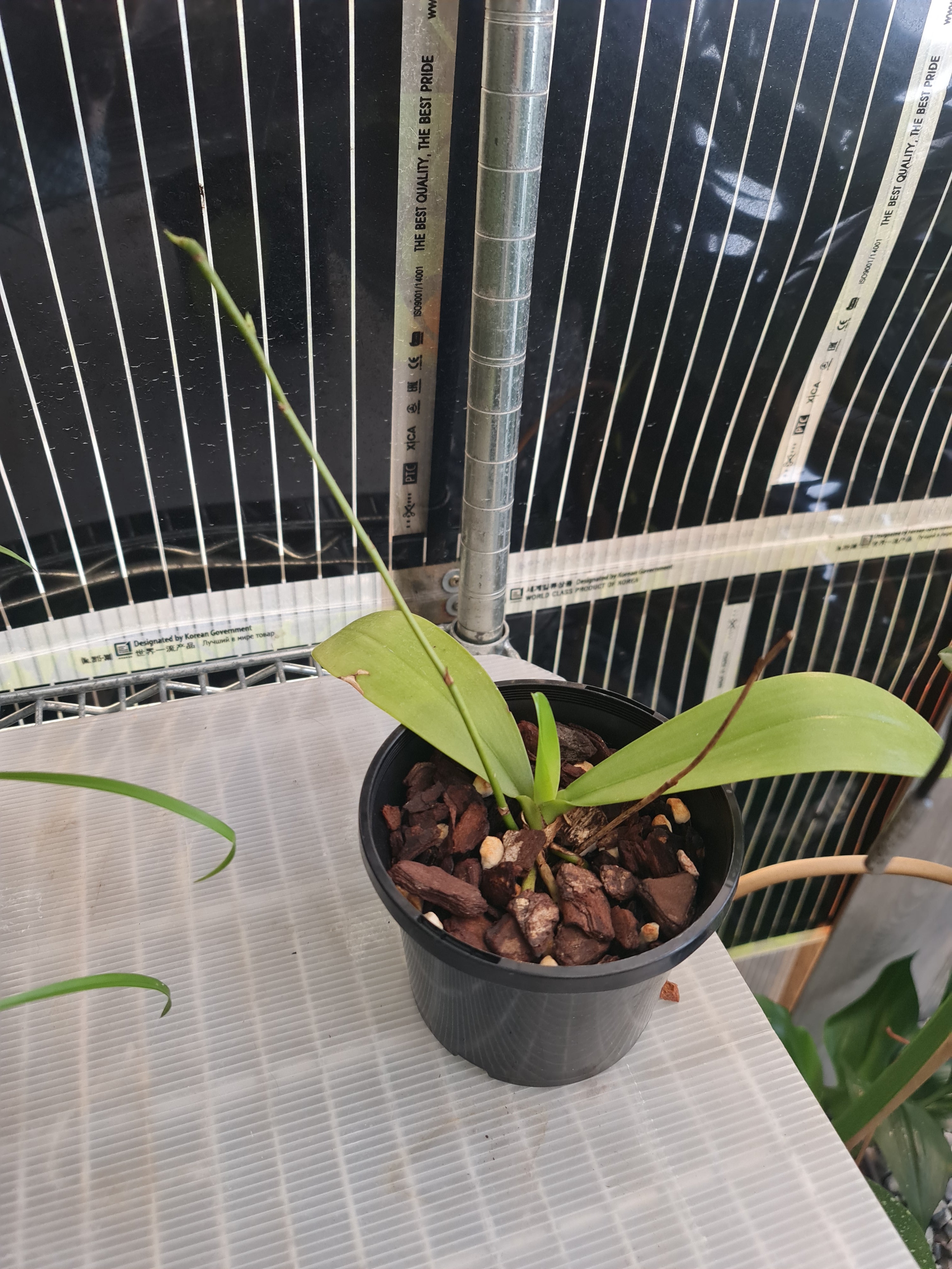 Phalaenopsis bastianii (Species from Philippines) FLOWERING SIZE Secondary image