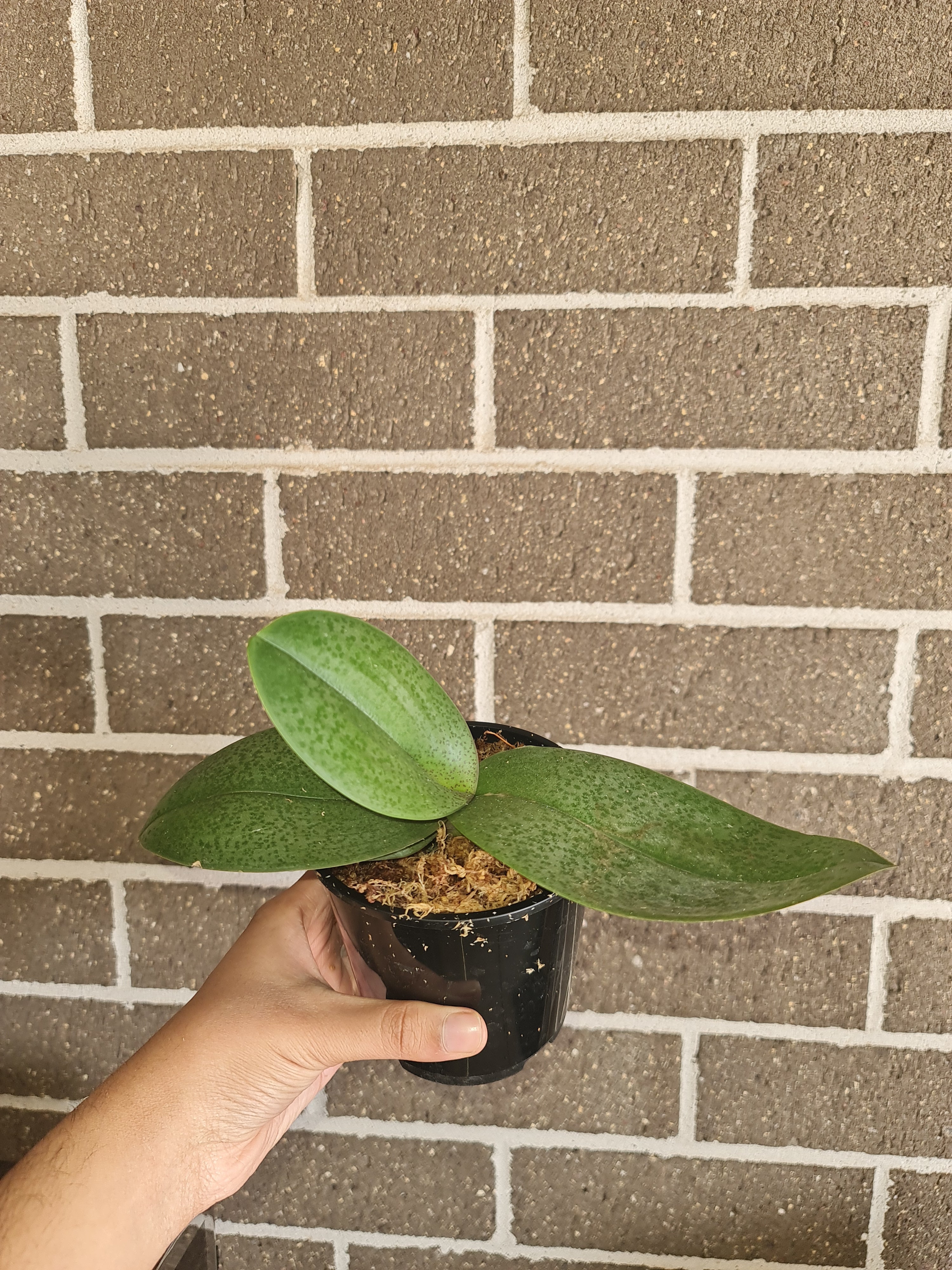 Phalaenopsis Aquarelle (Mottled Leaved)