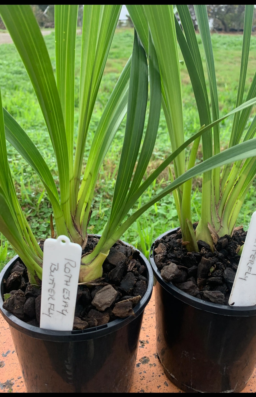 Cymbidium Rothesy 'Butterfly' (Peloric) Secondary image