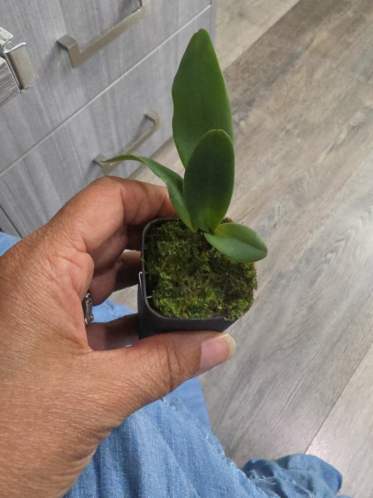 Cattleya rex (RARE SPECIES)