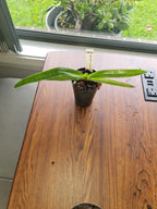Paphiopedilum Chiu Hua Dancer (gigantifolium x sanderianum)
