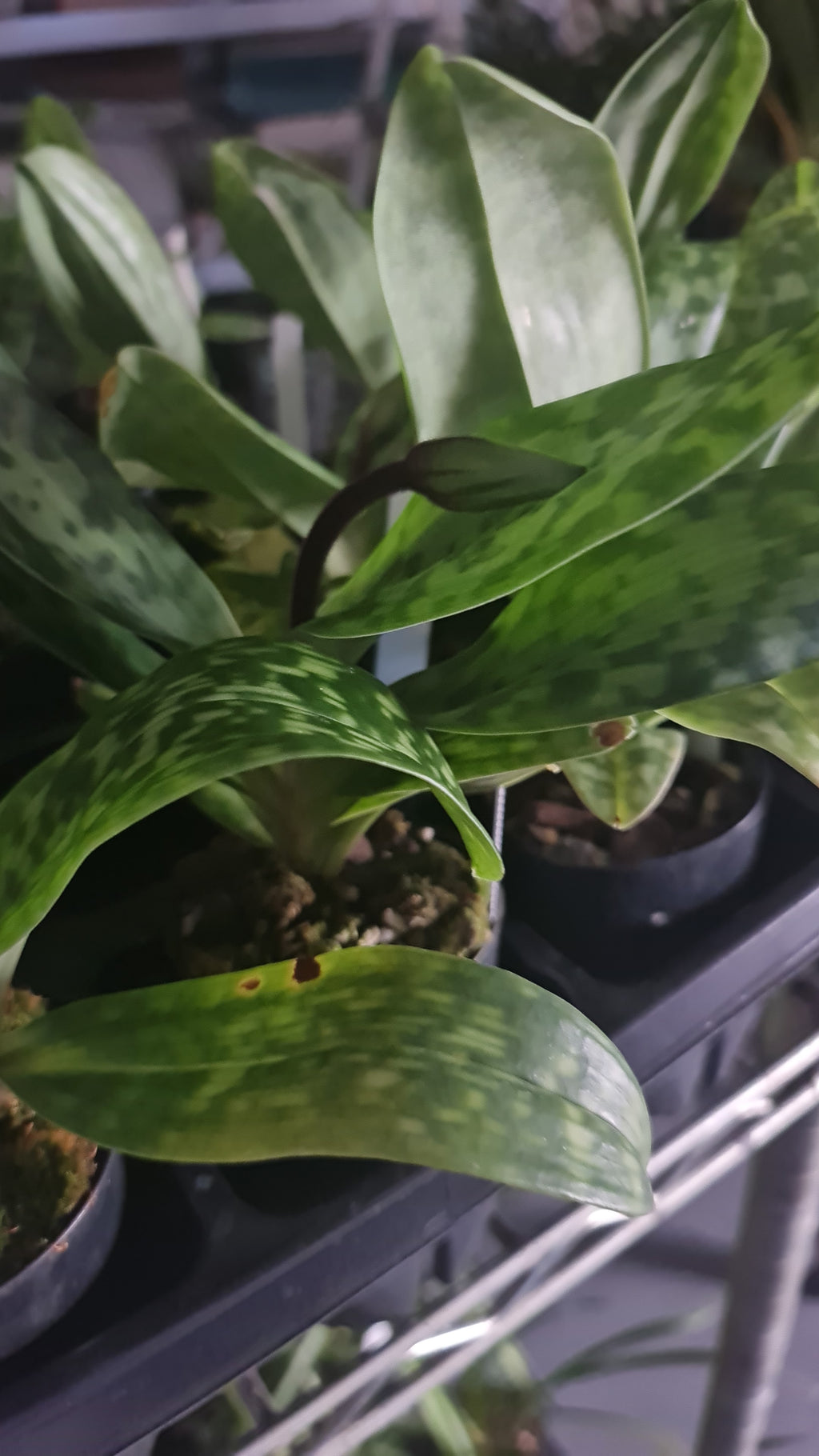 ( IN FLOWER BUDS NOW) Paphiopedilum (In-Charm Silver Bell x Doya Green Prince)