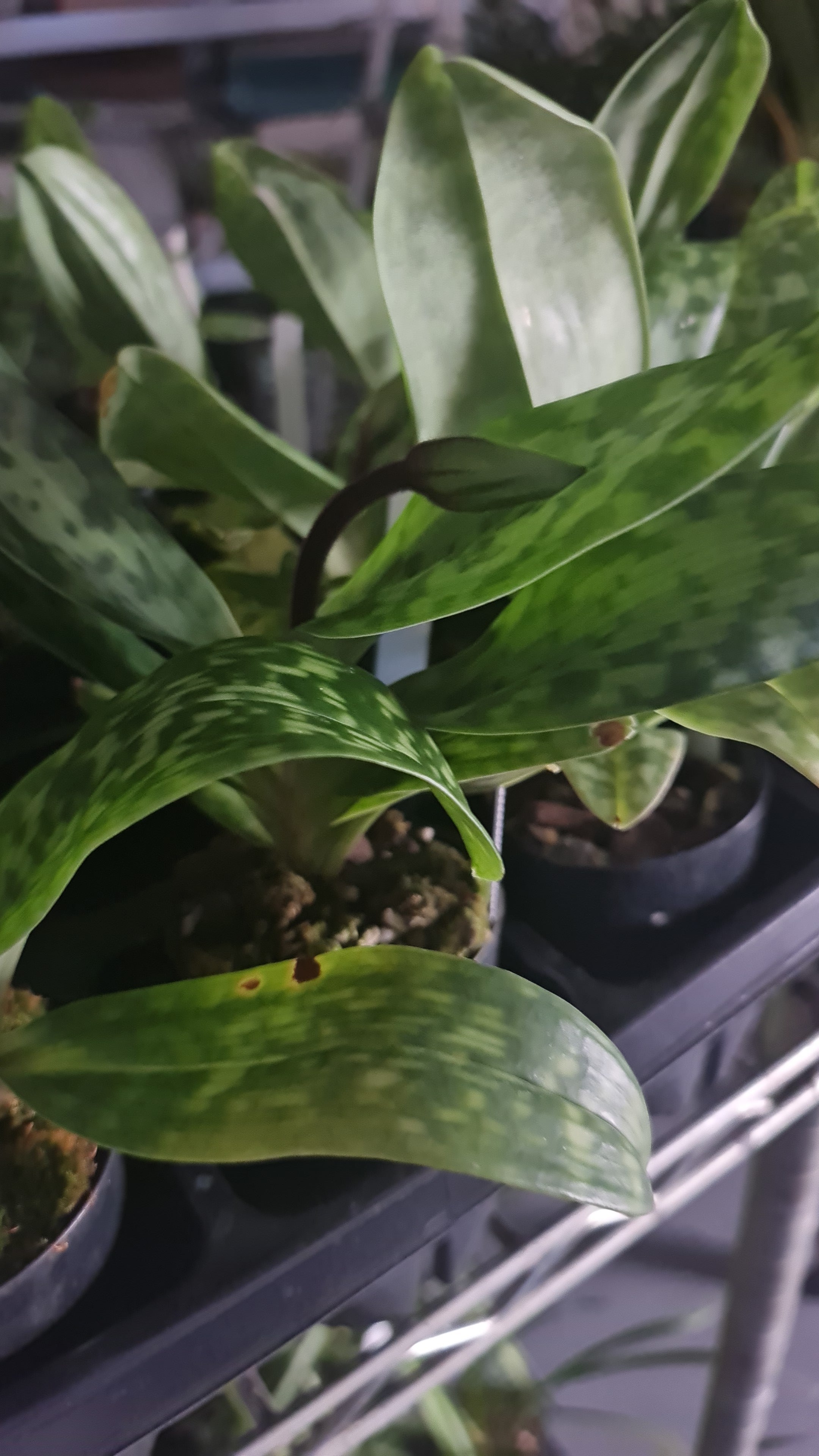 ( IN FLOWER BUDS NOW) Paphiopedilum (In-Charm Silver Bell x Doya Green Prince)