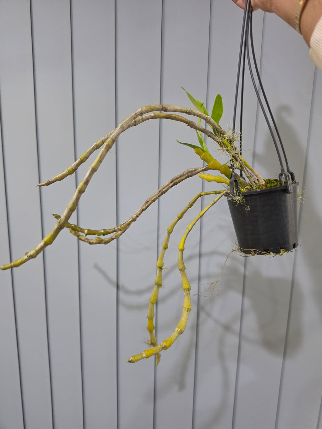 Dendrobium (pendulum 'Black Eyes' X wardianum) In Flower buds
