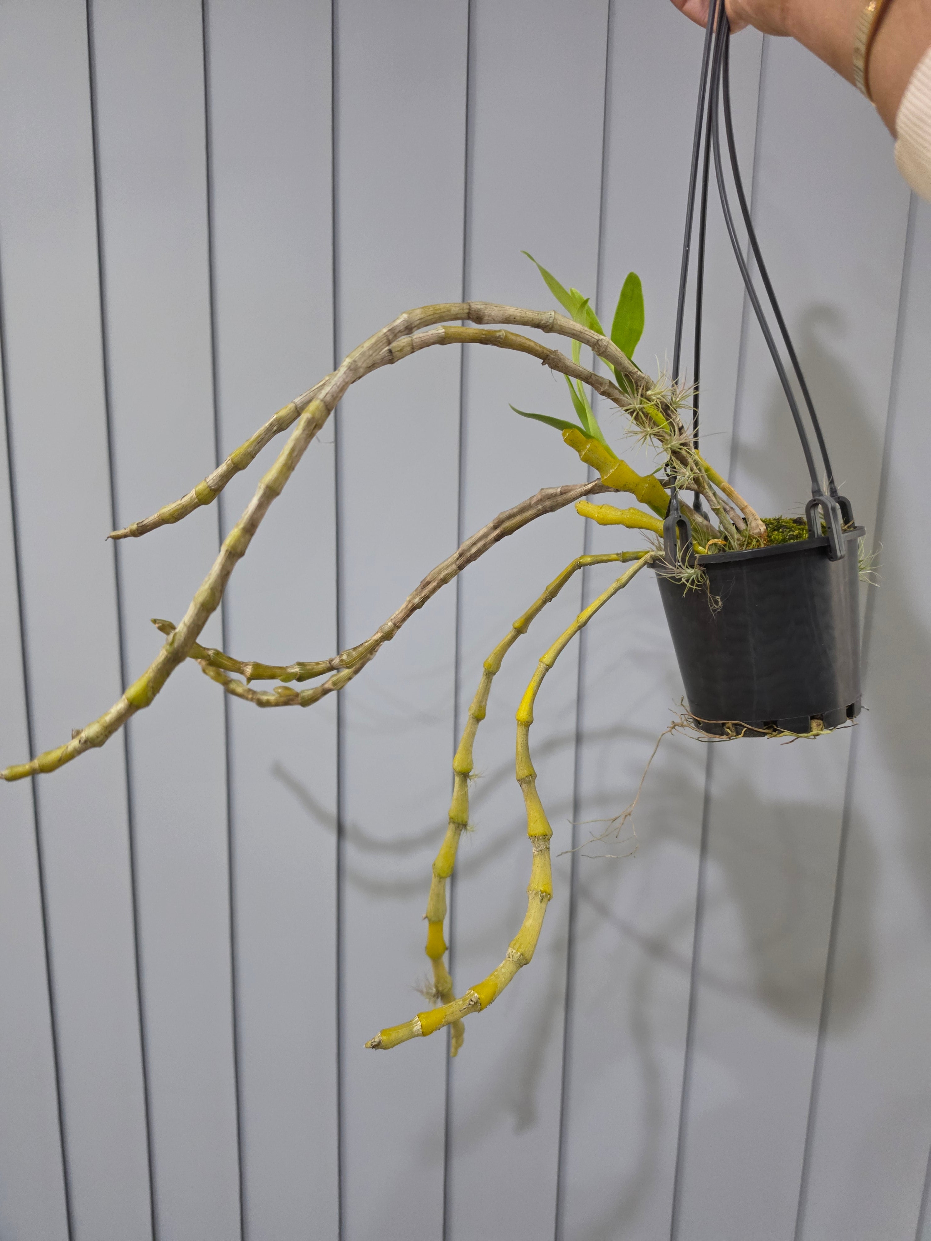 Dendrobium (pendulum 'Black Eyes' X wardianum) In Flower buds