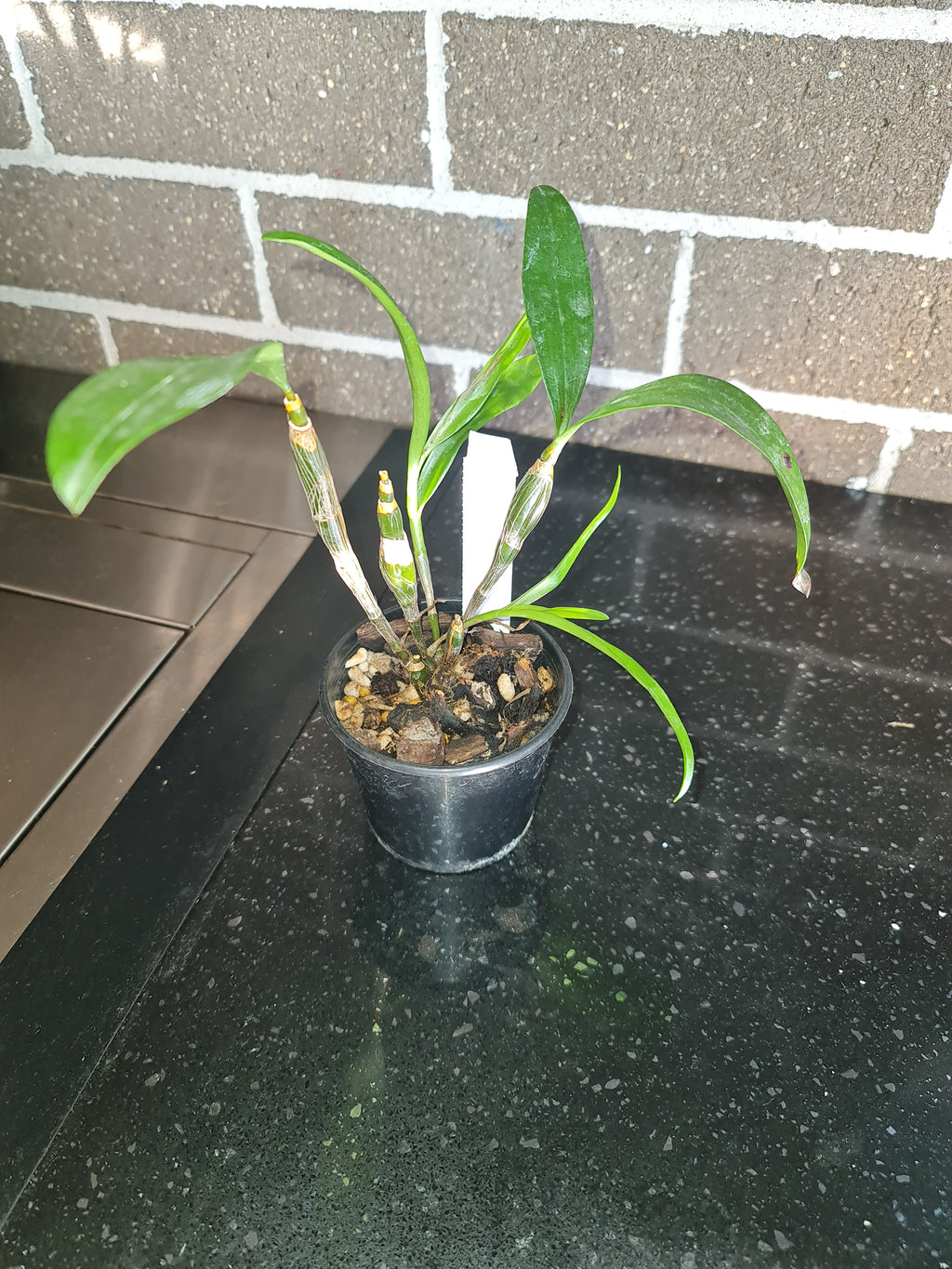 Dendrobium farmeri fma. petaloid album (RARE SPECIES)