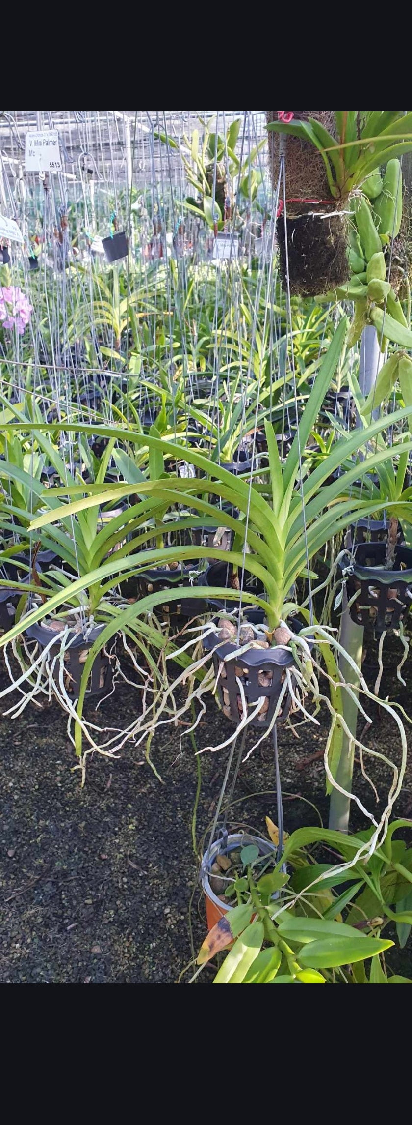 Vanda Mimi Palmer (Fragrant) Advanced Size