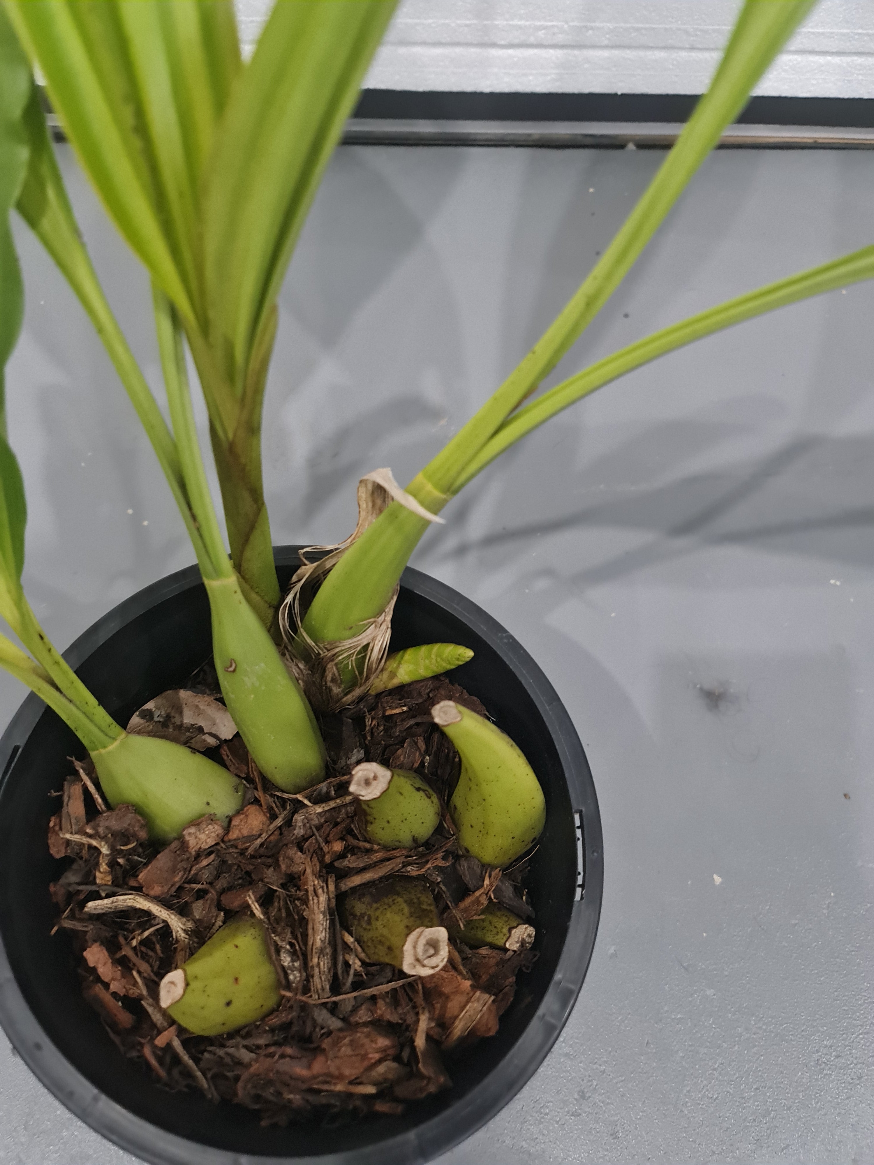 Coelogyne Tomentosa (From Borneo) In Spike Now Secondary image