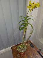 Dendrobium Madame Uraiwan