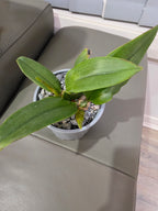Psychopsis Mariposa (Butterfly Orchid)