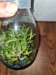 Flask - Clowesia Rebecca Northern 'Mikabi'