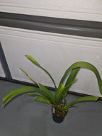 Oncostele Red Silk 'HOF' (In flower spikes)