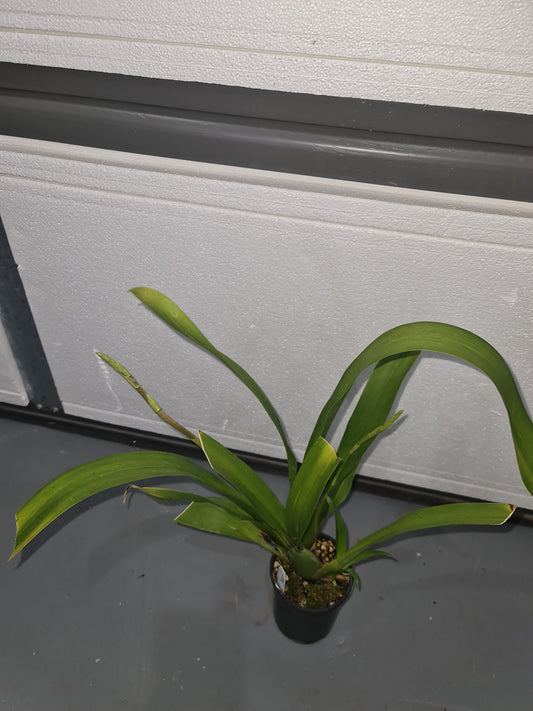 Oncostele Red Silk 'HOF' (In flower spikes)