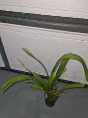 Oncostele Red Silk 'HOF' (In flower spikes)