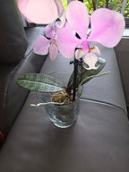 Phalaenopsis Schilleriana (In flowers Now)