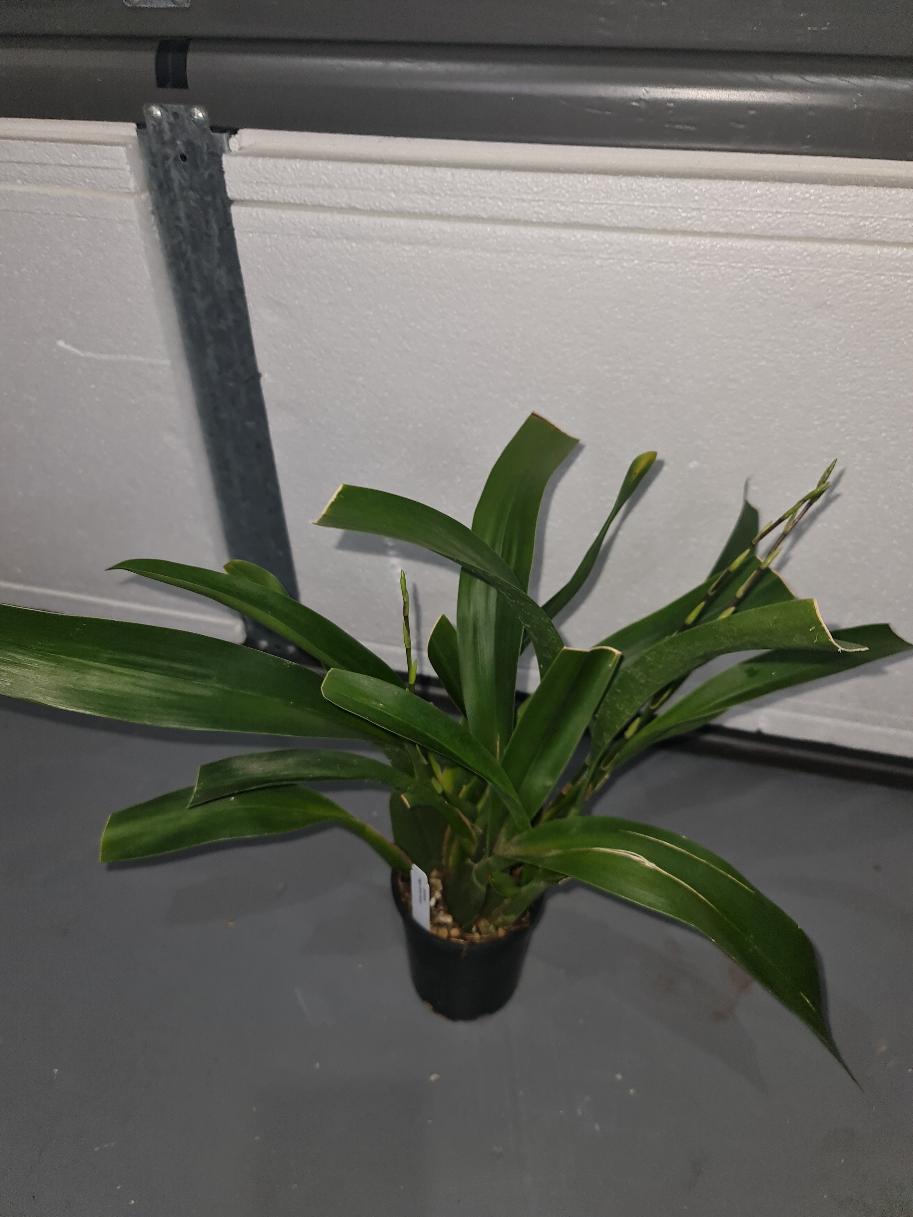 Oncidioda Pagan Scent 'Hanna' (In spike now) Secondary image