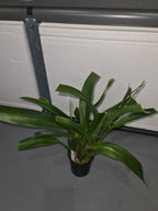 Oncidioda Pagan Scent 'Hanna' (In spike now)