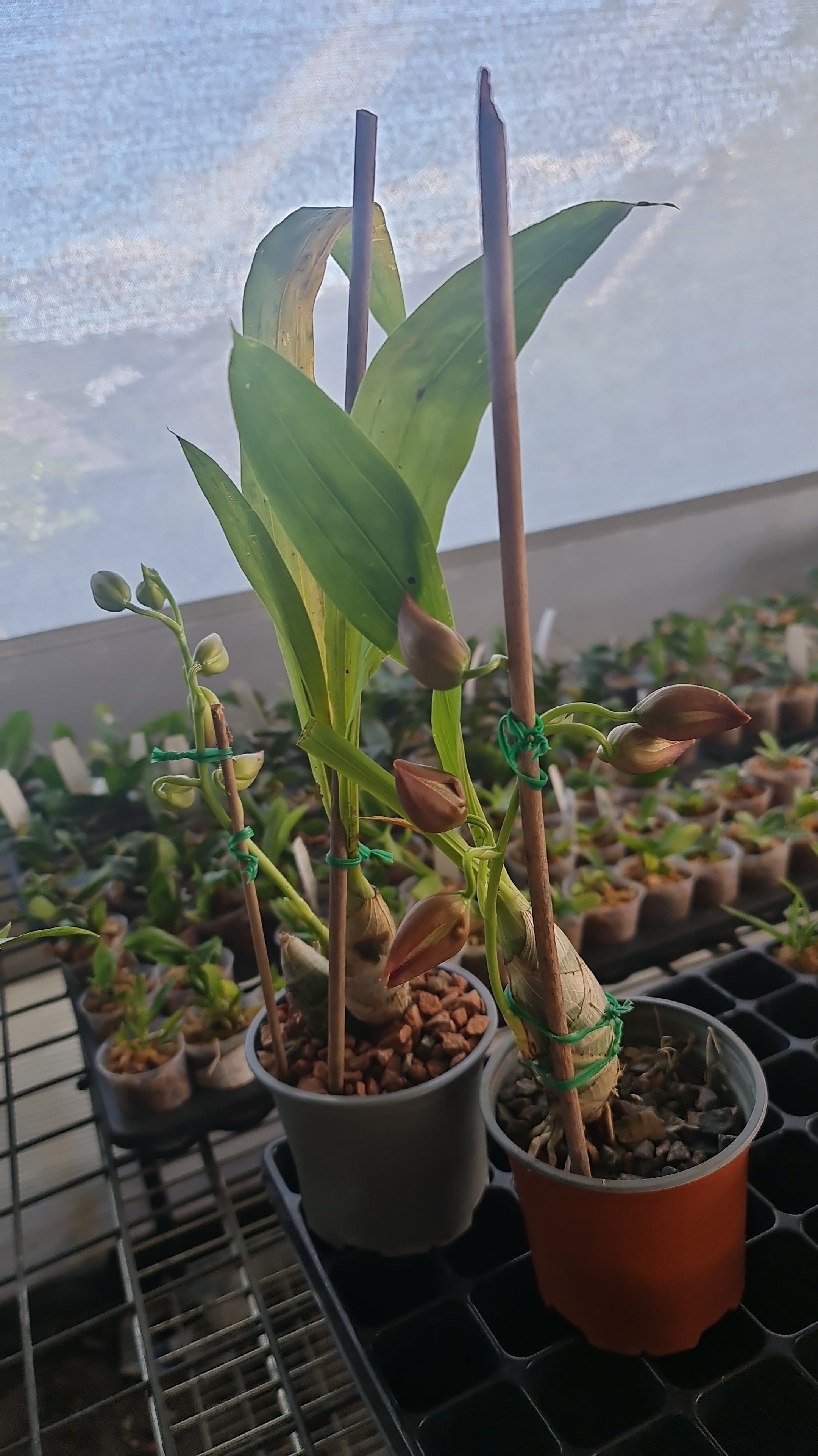 Cycnodes Taiwan Gold Orange (In Flower Now)